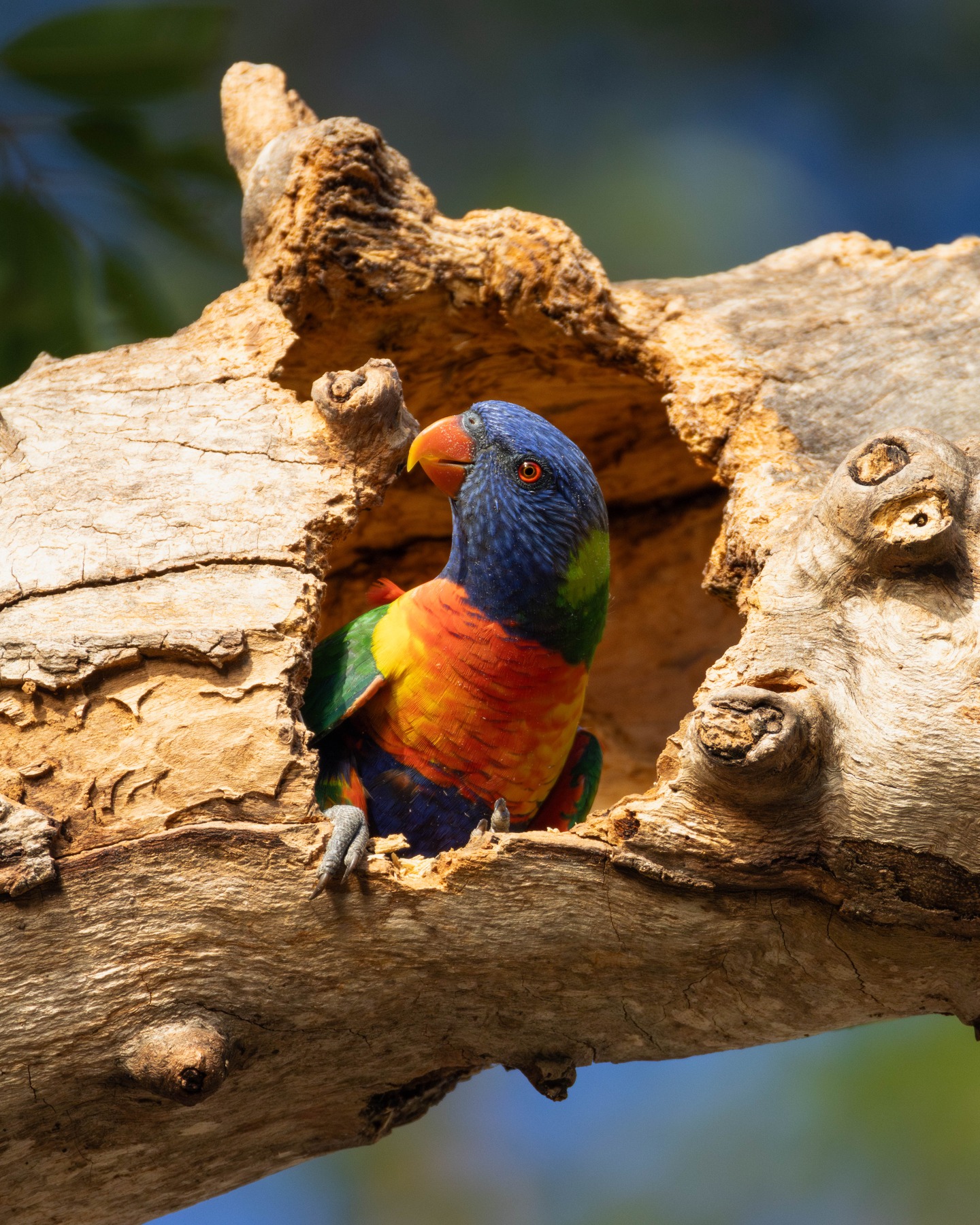 Rainbow lorikeet photographed by Carlo Redwood